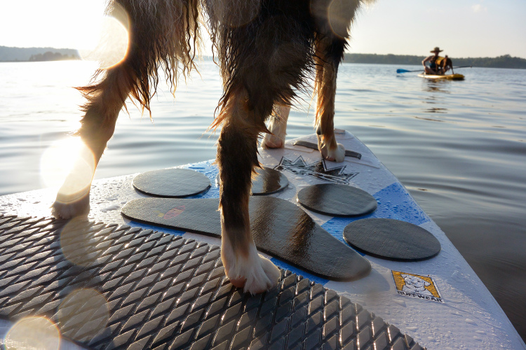 remar de stand up paddle com seu cão