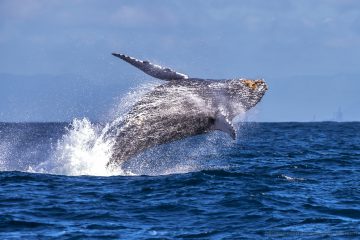 baleia jubarte canoa havaiana