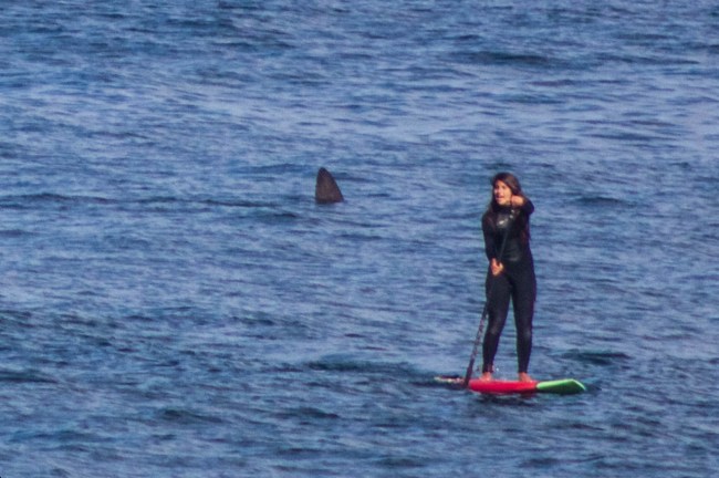 surfista avista barbatana de tubarão