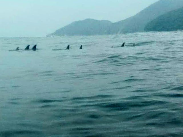 golfinhos em ilha grande (RJ)