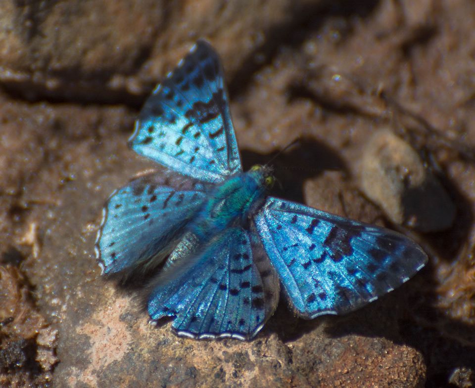 Bela mariposa registrada ás marges do rio Tietê