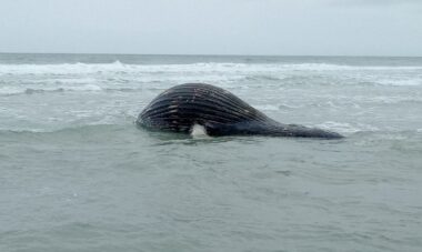 baleia jubarte morta em juquehy