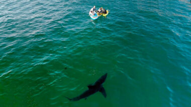 Imagens de drone mostram família de remadores sendo rodeada por um tubarão-branco na Califórnia