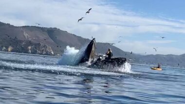 Baleia engolindo um caiaque duplo na Califórnia