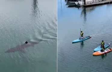 Tubarão de três metros interrompe aula de stand up paddle