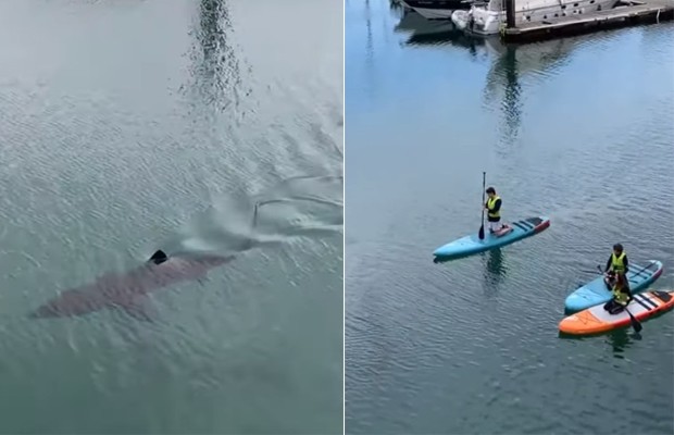Tubarão de três metros interrompe aula de stand up paddle