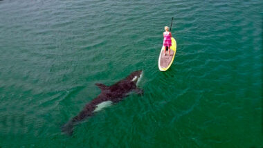 Orca se aproxima de remadora de stand up paddle na Baja California