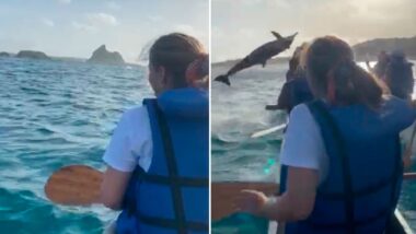 golfinho canoa havaiana atinge turista