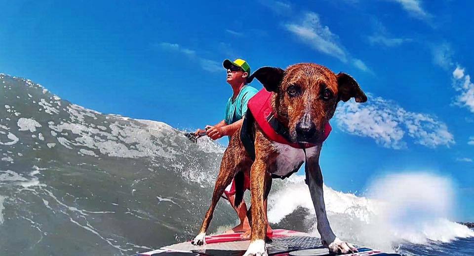 Parafina Surf Dog