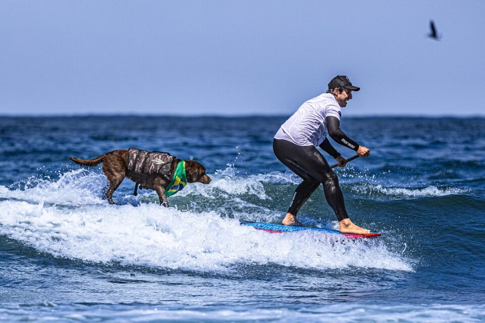 surf dog