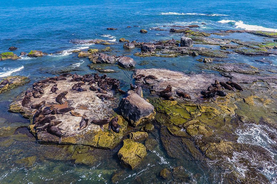 Ilha dos Lobos