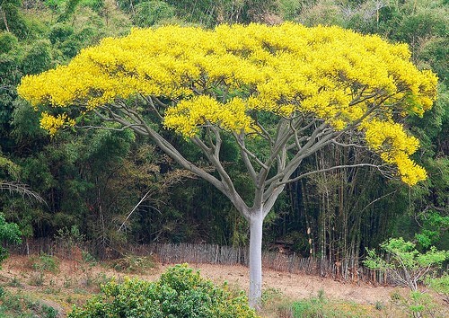 canoa caiçara