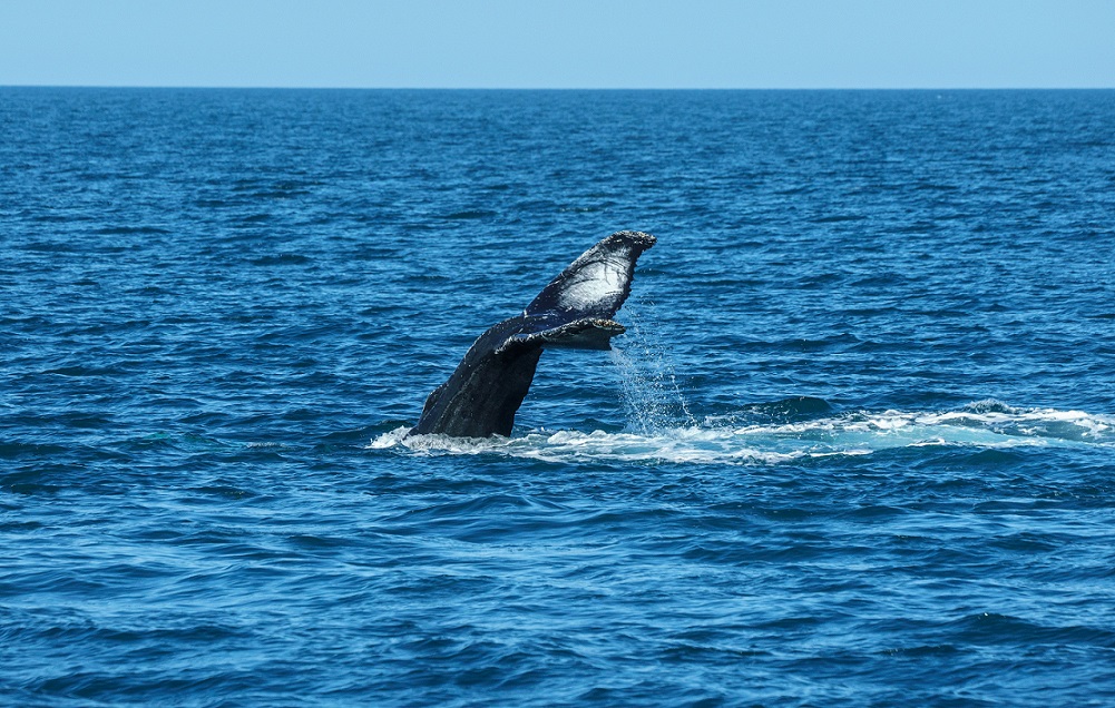Baleia no mar